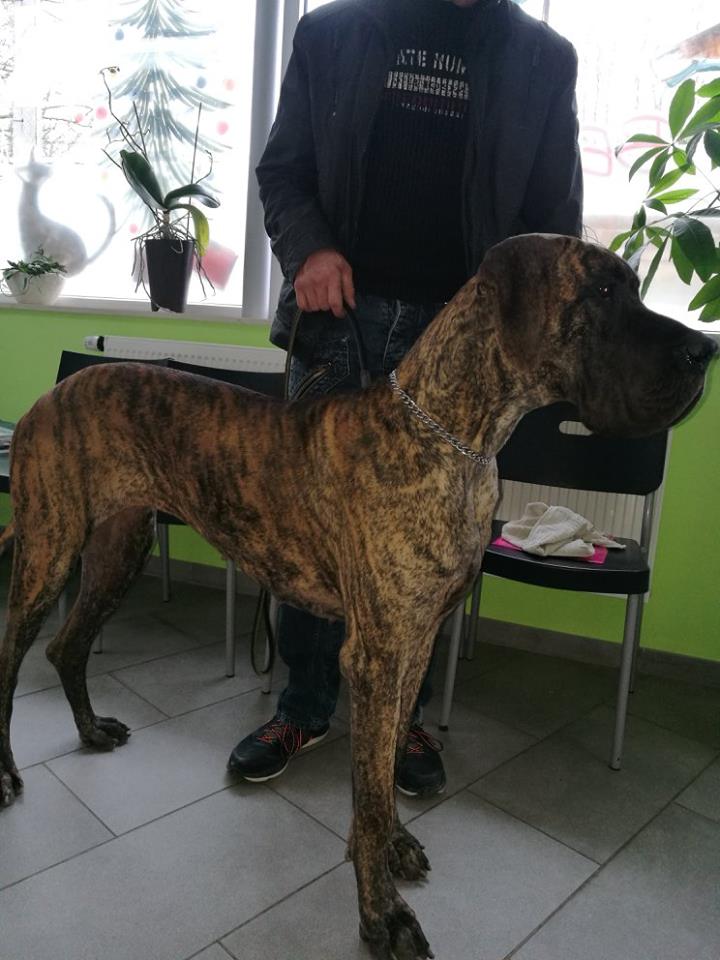 Ouragan of devoted dogs
